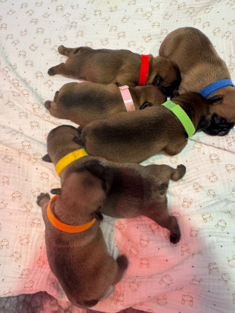 Chiot Bouledogue français Des Petits Soleils De Camargue